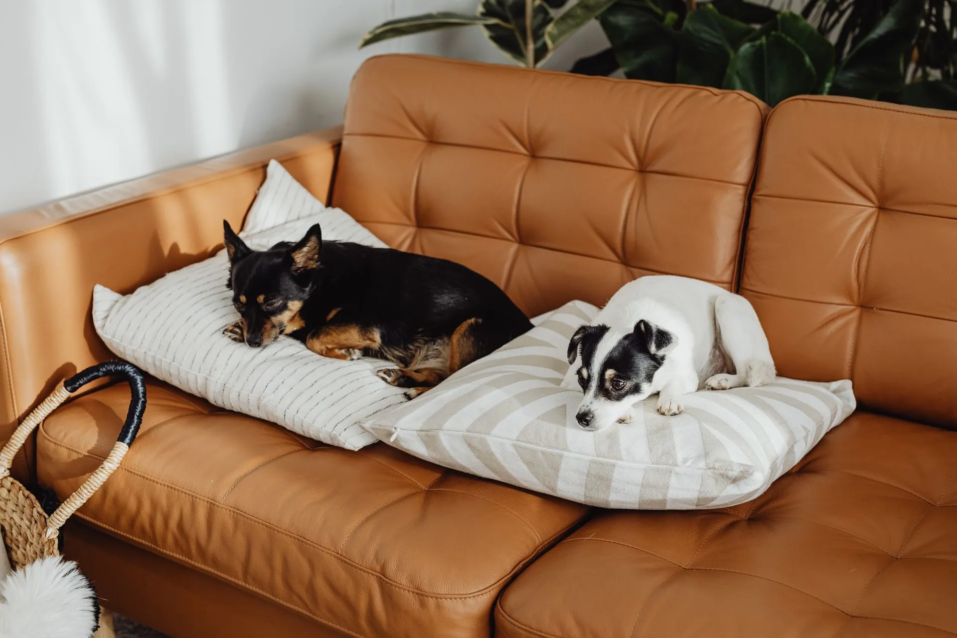 Can You Have Two Emotional Support Animals?