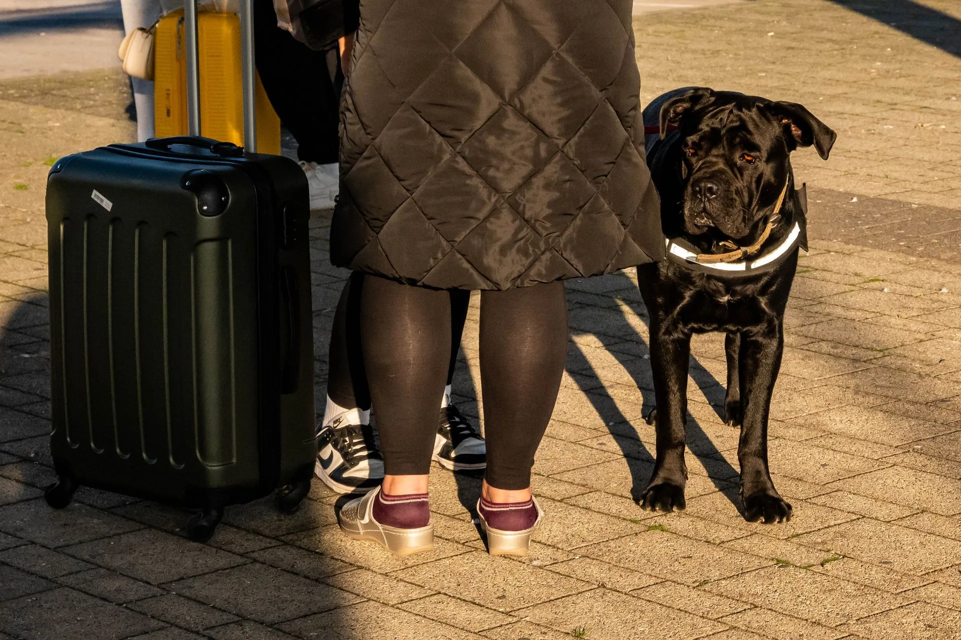 Do Emotional Support Animals Fly Free?