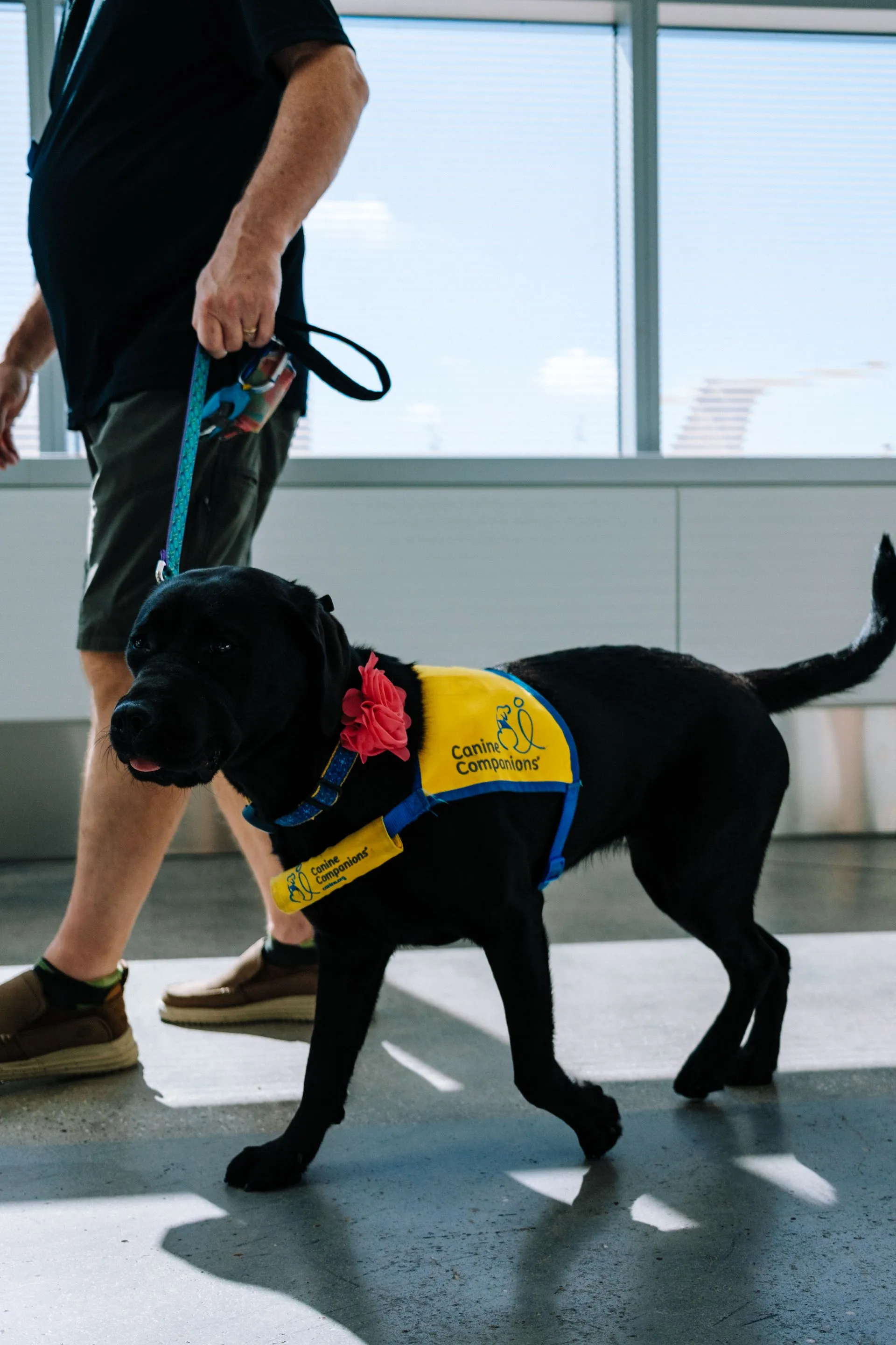 ESA vs. Service Dog: The 7 Differences That Matter