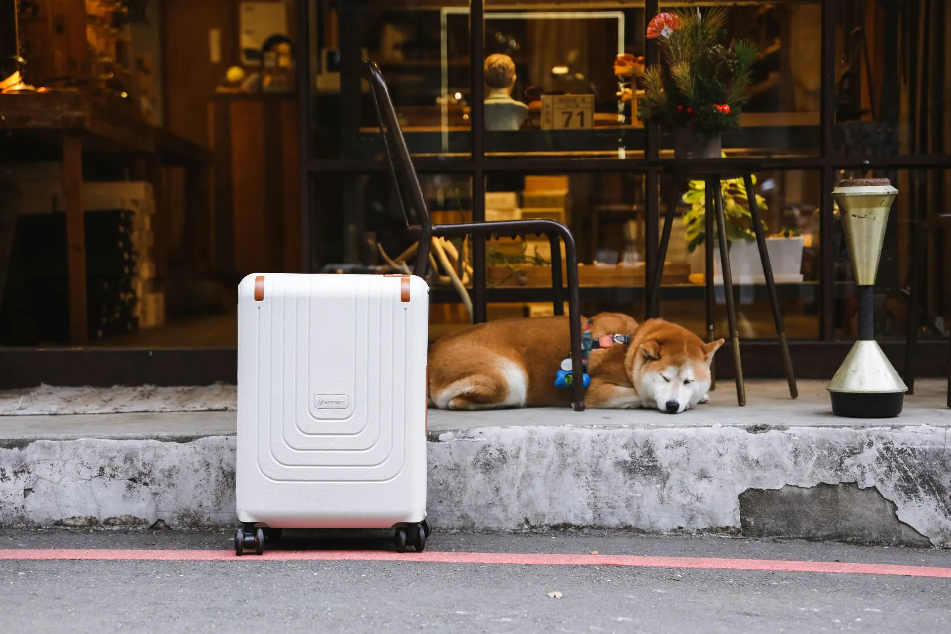 Flying Internationally With an Assistance Animal