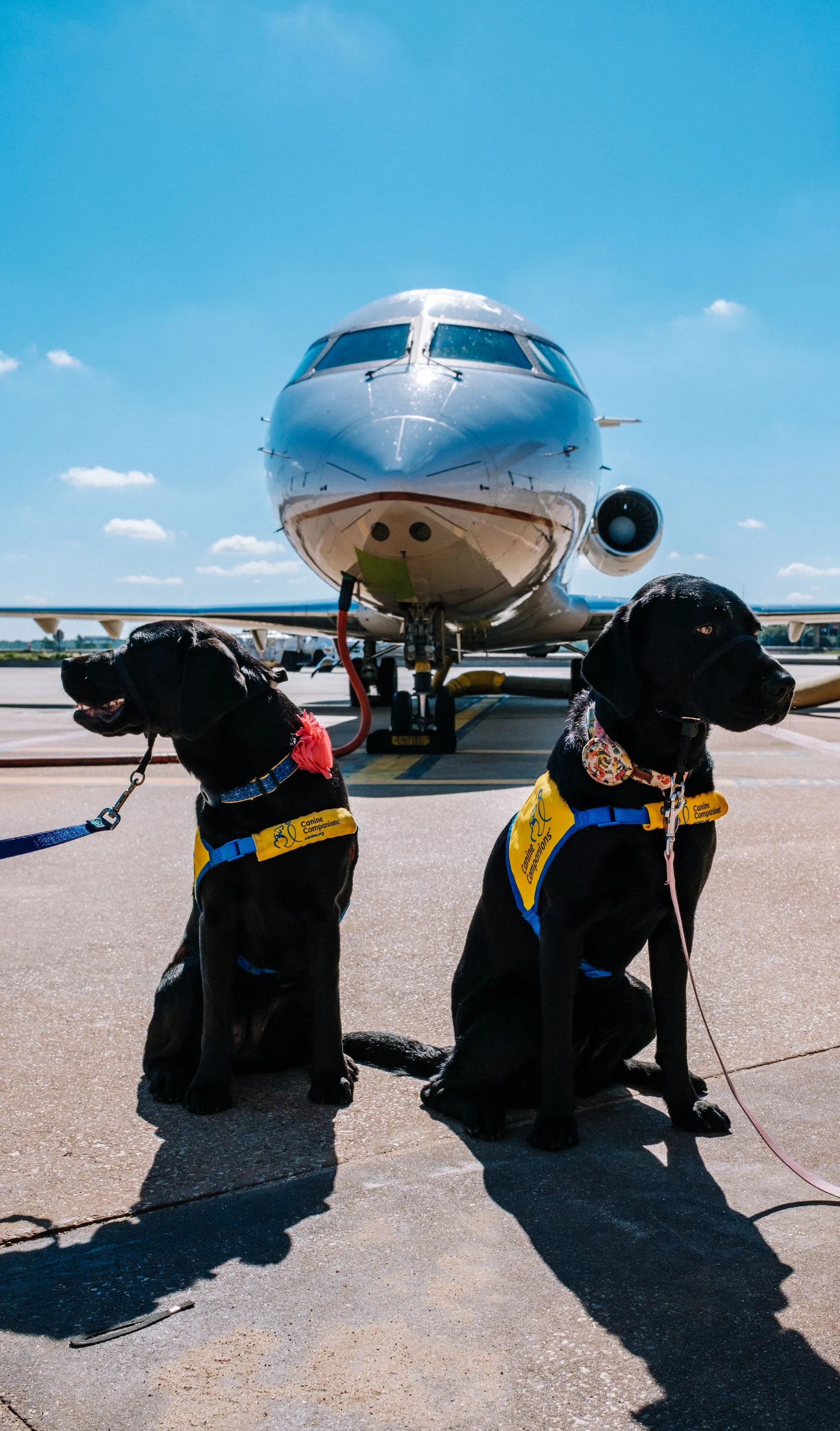 Flying With a Psychiatric Service Dog: 2026 Airline Rules