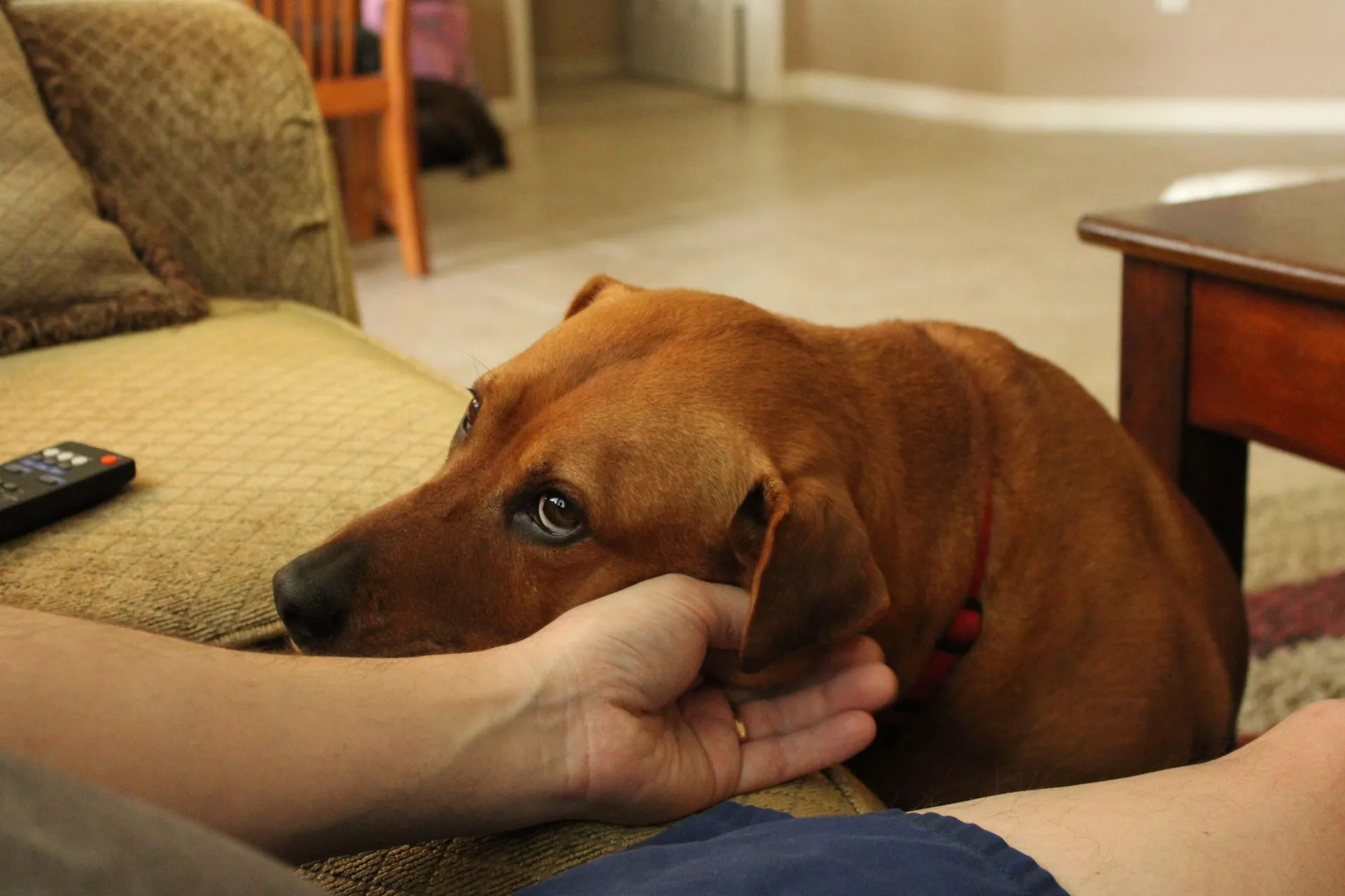 How to Qualify for a Psychiatric Service Dog in 2026