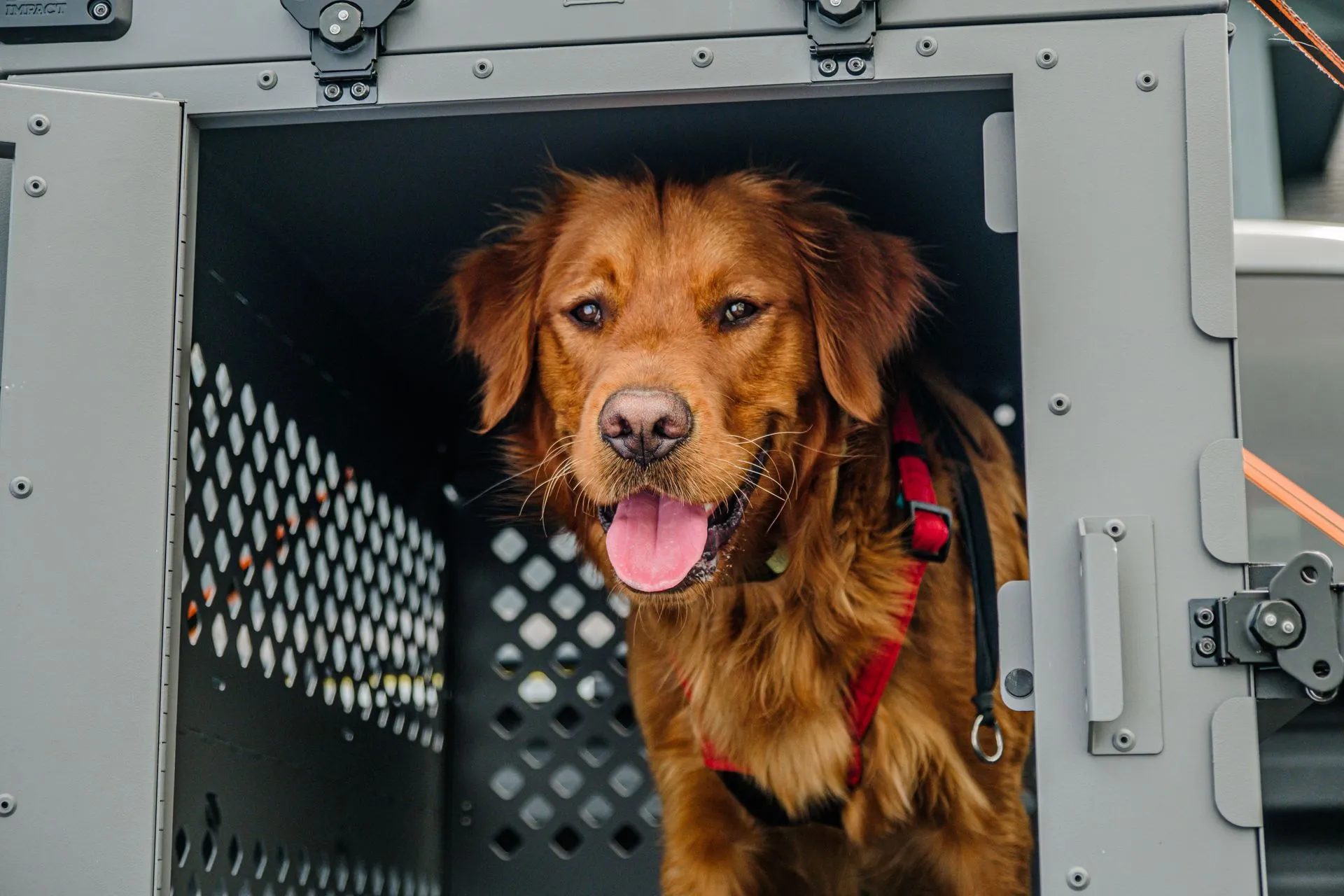 JetBlue's Emotional Support Animal Policy in 2026