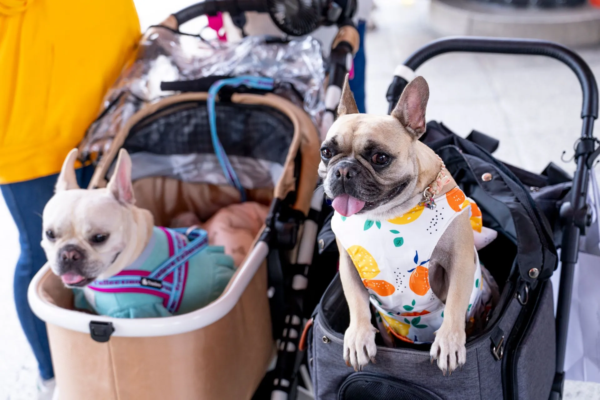 What Airlines Allow Emotional Support Animals in 2026?