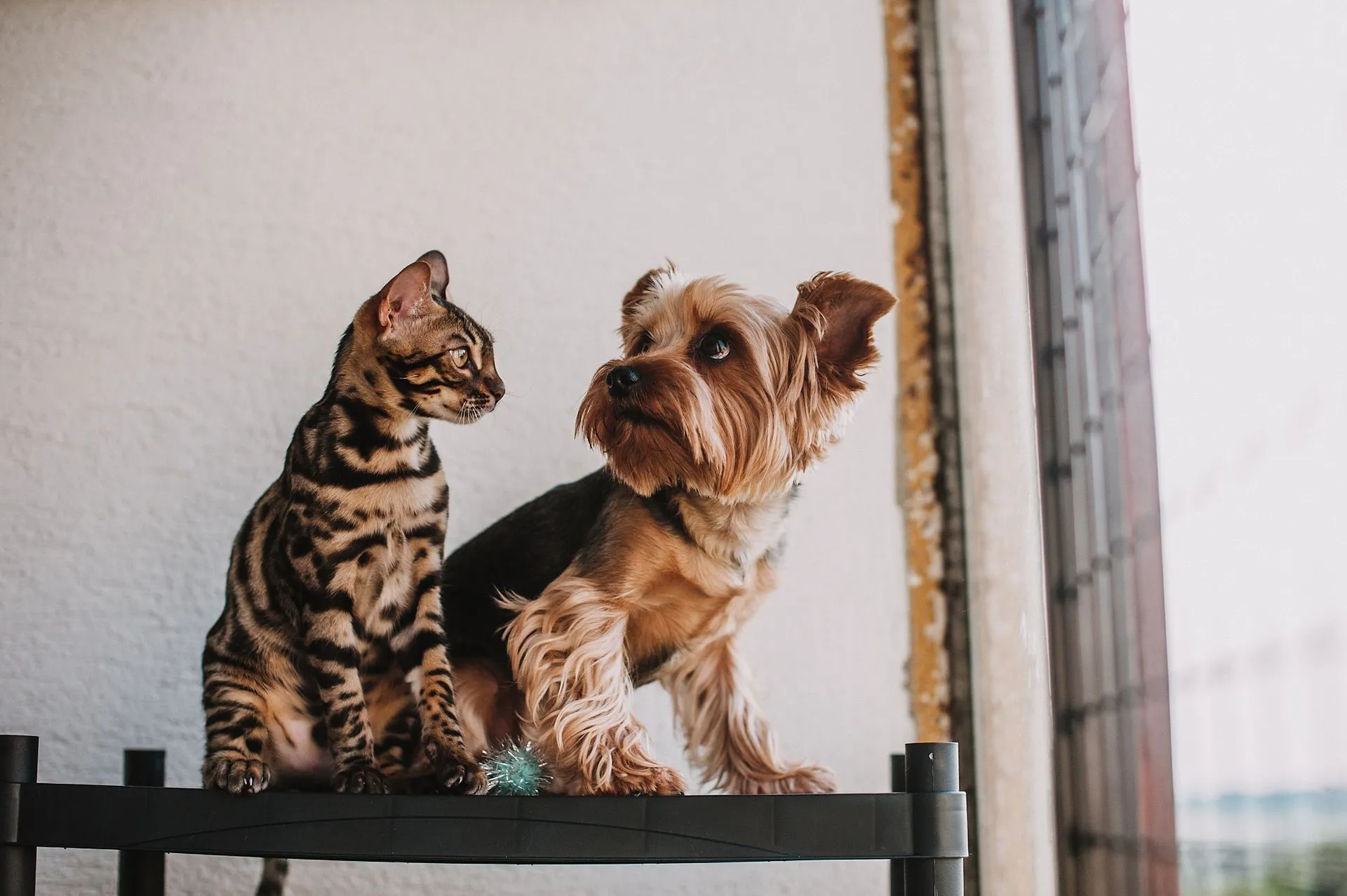 Which Animals Can Be an ESA, and How Many Can You Have?
