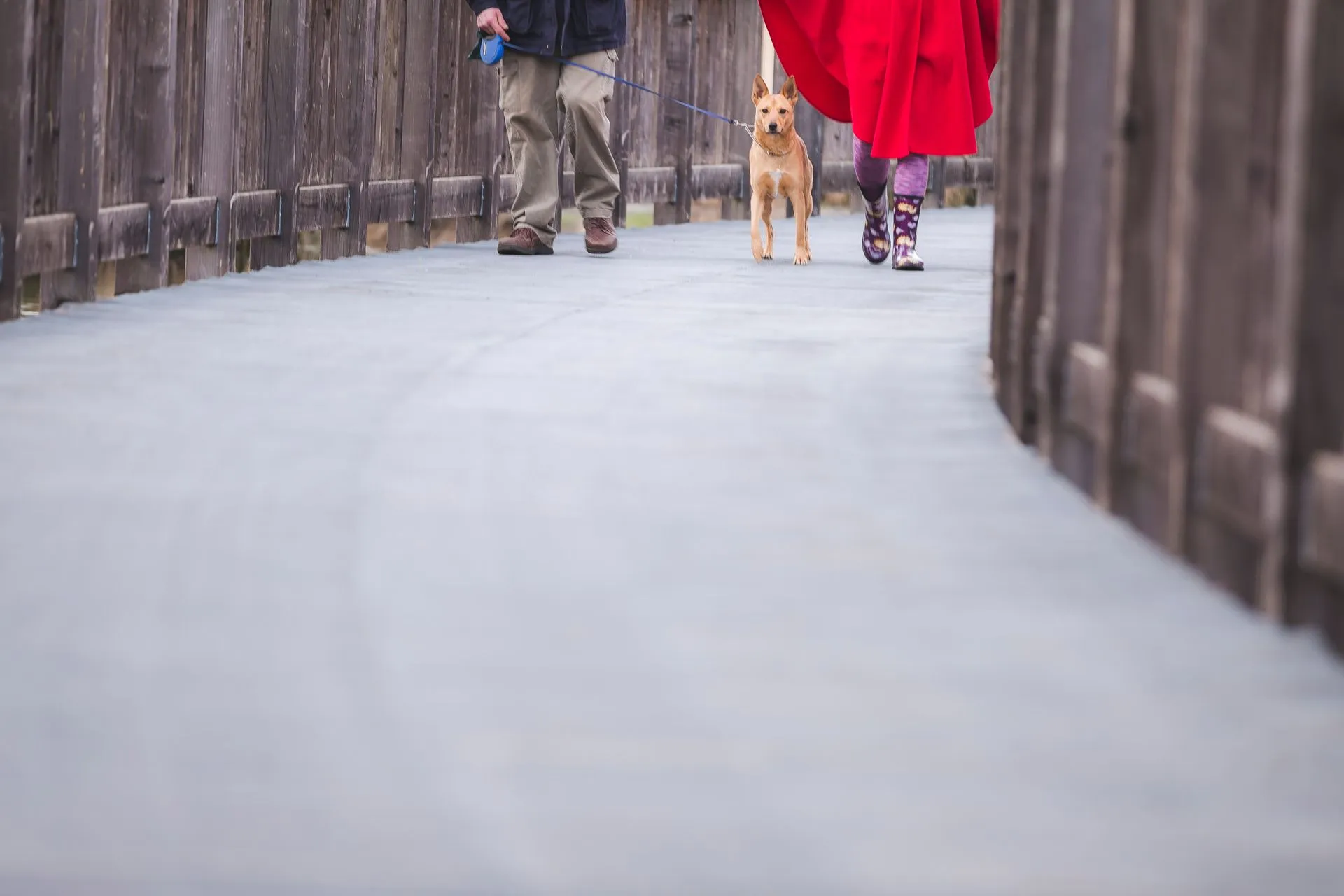 Where Can You Take an ESA? Hotels, Stores, and Transit